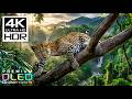 Most Breathtaking 4K HDR 60FPS🌿Dolby Vision (8K/4K Video TV)