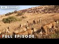 Lion Battle Zone (Mega Episode) | Nature Animal Documentary