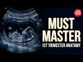 First Trimester Ultrasound Essentials: Identify Key Structures and Growth Milestones