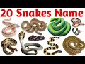 Snake Names for Kids | Learn 20 Types of Snakes in English | Preschool \u0026 Toddler Learning Video