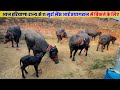 Today 11 Murrah buffaloes came from Haryana state to be sold in Prayagraj | Mauhariya Pashu Mandi...