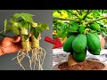 New Method To Grow Papaya From Cutting Success 100%