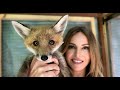 SO YOU WANT A WILD PET FOX? - Should you tame a Red Fox puppy?