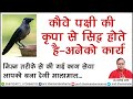 कौवे पक्षी की कृपा से होते है अनेको कार्य सिद्ध -प्रो .धर्मेन्द्र शर्मा ......