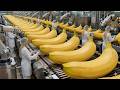 Inside a Modern Banana Chips Factory: How Banana Chips Are Made (Full Process)
