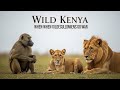 Wild Kenya: When Baboons and Lions Go to War | WILDLIFE DOCUMENTARY