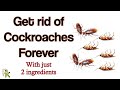 How to get rid of Cockroaches in your home with just 2 ingredients