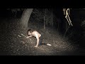 6 Terrifying Forest Encounters No One Can Explain