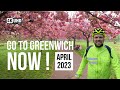 Iconic Cherry Blossom Trees in Greenwich Park, London, 2023 | 4K