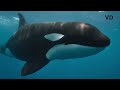 Orca Grandmother Defeats Great White Shark with One Blow|Ocean Queen