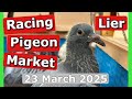 Racing Pigeon Market Lier, Belgium (23 March 2025)