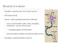 Introduction to Psychology: 2.1 - The Brain and Behavior - Nervous System and Neurons