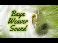 Baya weaver bird sound -  Call of বাবুই / தூக்கணாங்குருவி ஒலி / सुगरण/સુગરી અવાજ