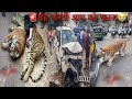 Alert🚨Just Stop Now🙏Tiger Attack On  Car Wildlife Attack Mudumalai Tiger Reserve Tiger safari vlog