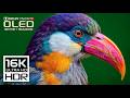 Absolutely Stunning Nature OLED 16K HDR 120FPS | Dolby Vision (8K/4K Video TV)
