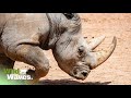 How Rhino Horns Become a Threat to Their Own Survival | Wild Waves