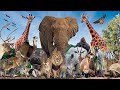 Animal Zone 🐘#animals #viral #shorts#wildlife|@Animals-Zone-lv4hn
