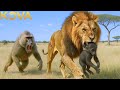 WILD SAVANNAH: Rise of the Baboon Troop Against the Lions | Wild Animals