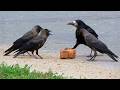 Smart CROWS Being Absolutely Hilarious! 🐦‍⬛🤣 Top Funny Crow Videos