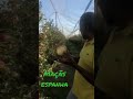 Vamos colher maçãs?