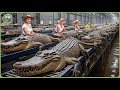 How Millions of Crocodiles Are Processed – Massive Crocodile Farming For Skin \u0026 Meat