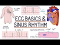 Understanding ECG Basics And Sinus Rhythm