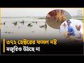 মজুরির টাকাই উঠছে না, হাওরে ধান কেটে লোকসানে কৃষক | Sylhet Flood | Haor Farmers | The Daily Star