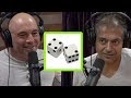 What's the Meaning of Life? | Joe Rogan and Naval Ravikant
