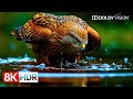 Ultra Clarity 8K HDR 60fps Dolby Vision - See the World Like Never Before