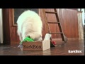 BarkBox Ad - #5