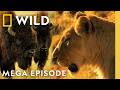 Animal Fight Night: Predator vs. Prey | MEGA Episode | Nat Geo Animals