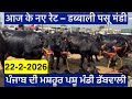 22-2-2026 ਡੱਬਵਾਲੀ ਪਸ਼ੂ ਮੰਡੀ 75000 ਹਜਾਰ ਦੀ ਮੱਝLive #trending #viral #bull #animals #cow #baffalo 