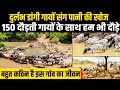 150 डांगी गायों के साथ दौड़, गांव से 10 Km दूर पानी पीने जाती है पहाड़ों की रानी । Mati India ।