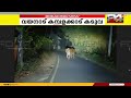 വയനാട് കമ്പളക്കാട് ജനവാസ മേഖലയിൽ കടുവയിറങ്ങിയതായി നാട്ടുകാർ
