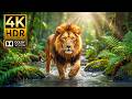 Stunning Wildlife in 4K HDR | Dolby Vision 120FPS OLED TV Showcase