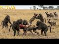 Clashes \u0026 Conflicts: One Wild Dog Against an Entire Baboon Army | Animal Fight Night