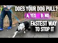How to Stop Pulling: Don’t Fall for the Leash Training Lie