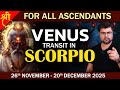 For All Ascendants |  Venus transit in Scorpio | 26th November - 20th December 2025 | Punneit