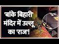 300 साल बाद बांके बिहारी मंदिर में उल्लू...संयोग या चेतावनी? Zee News