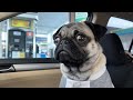 Funniest videos of CATS🐱 and DOGS🐶 Best funny videos of ANIMALS 🤣2026