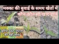 मक्का की बुवाई करने से पहले कौन कौन सी खाद डालें makka me pahli khad kab dale