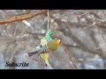 look a beautiful bird tilt blue tilt