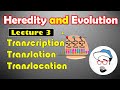 Transcription, Translation and Translocation || Heredity and Evolution Class 10 SSC