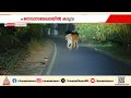 ഒഴിയാതെ ആശങ്ക! വയനാട് കമ്പളക്കാട് ജനവാസമേഖലയിൽ കടുവ, പൊലീസും വനംവകുപ്പും പരിശോധന നടത്തി | Tiger