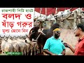 510- রাজশাহী সিটি হাটে বলদ ও ষাড় গরুর মূল্য জানুন । Cow Hat in Bangladesh Chitrapuri Krishi Chitra