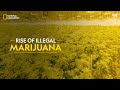 The Rise of Illegal Marijuana | Trafficked with Mariana Van Zeller | Full Episode | S02-E03 | हिन्दी