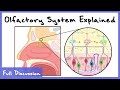 Olfactory System Explained (Combinatorial Processing, Transduction, Cortex) | Full Discussion