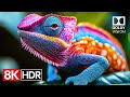 Color That Breathes — Dolby Vision in Stunning 8K HDR 120fps