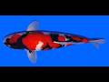Showa Higashi 43cm Tosai Female VHQ incl Pond