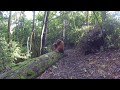 Orangutan in Bukit Lawang Jungle (Indonesia)